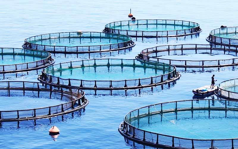 قفس‌های ماهی می‌توانند نقش مهمی در افزایش بهره‌وری پرورش و تولید آبزیان انجام دهند