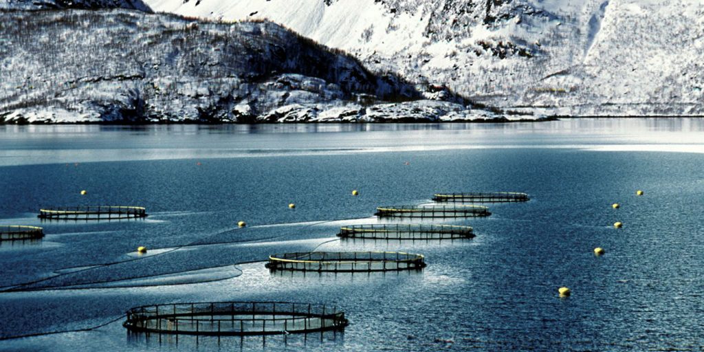 از کشورهای موفق پرورش ماهی در قفس نروژ است که توانسته با بهره بردرای درست به حسن شهرت در صادرات آبزیان برسد