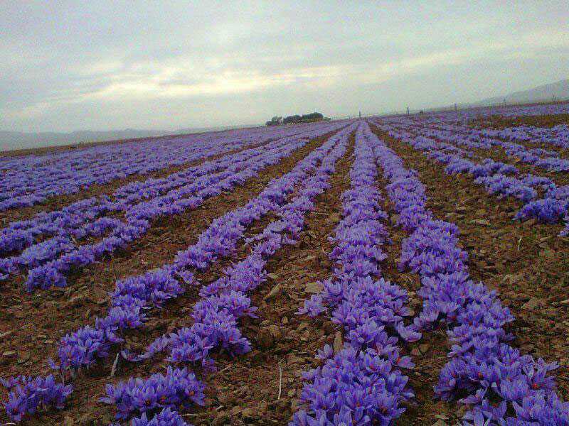 سردی هوا باعث بهتر شدن کیفیت زعفران برداشتی می شود و 90 درصد زعفران جهان در ایران تولیدمی شود