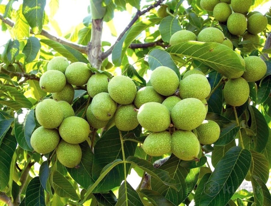 گردو از محصولات باغی استان مازندران است که در شهرستان‌های سوادکوه، ساری، بهشهرونکا موردتوجه باغداران قرار دارد و می تواند به سایر کشورها صادر شود