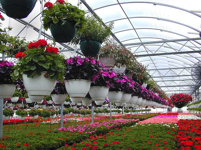 استان اصفهان از استان های مطرح تولید گل های زینتی در جهان است و می تواند از فرصت های بالایی در صادرات استفاده کند