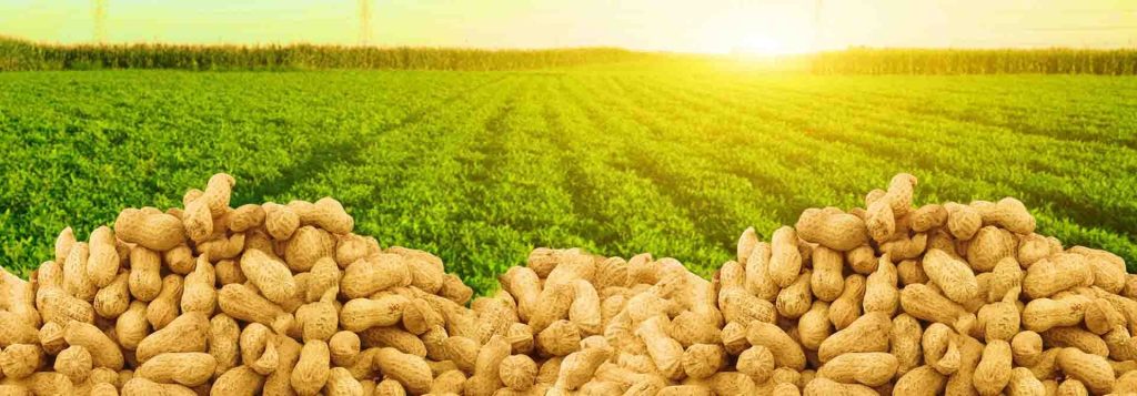 هم اکنون پیش بینی ها و آینده بسیار خوبی برای صادرات بادام زمینی ایرانی متصور است