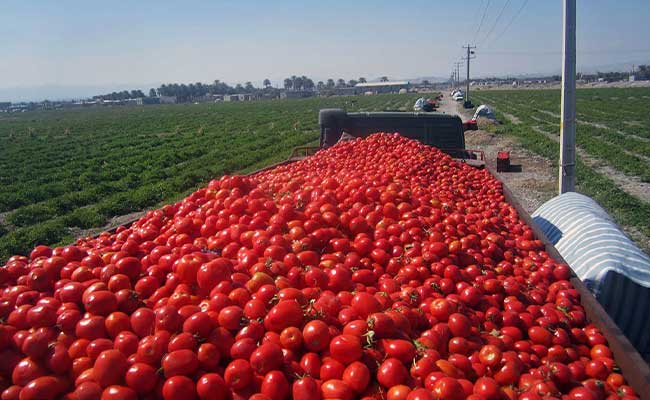 برداشت گوجه‌فرنگی در بوشهر برخلاف دیگر استان‌ها که به طور معمول در بهار و تابستان انجام می‌شود