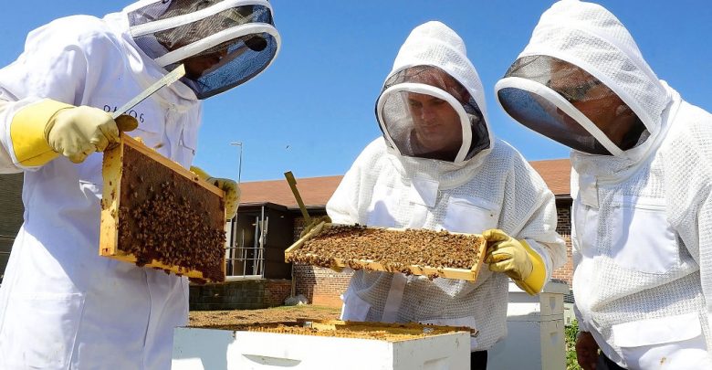 تنها ۵ درصد از عسل استان اصفهان، به کشور‌های حاشیه خلیج‌فارس صادر می‌شود اما این عسل به‌قدری مرغوب است که امکان صادرات به اروپا را دارد