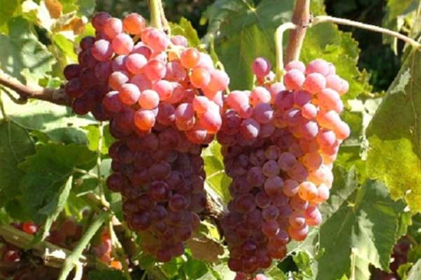 تولید انگور کلاه‌داری استان خراسان شمالی از رونق خاصی برخوردار است و با توجه به شرایط اقلیمی به لحاظ کمی و کیفی بسیار مطلوب است.