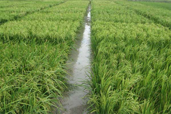  برنج طارم که کیفیت بالایی دارد از جمله برنج‌های مرغوب کشور به حساب می‌آید.