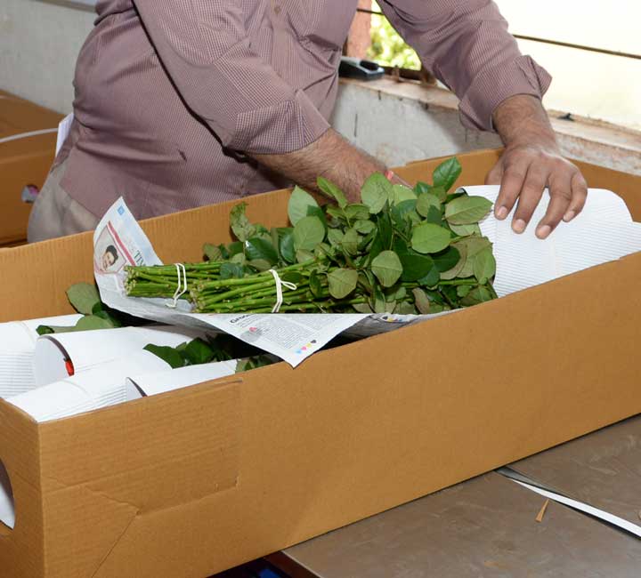 بسته بندی محکم و حرفه ای باعث حفظ گل و گیاه برای مقاصد دورتر است ضمن اینکه جنبه تزئینی دارد