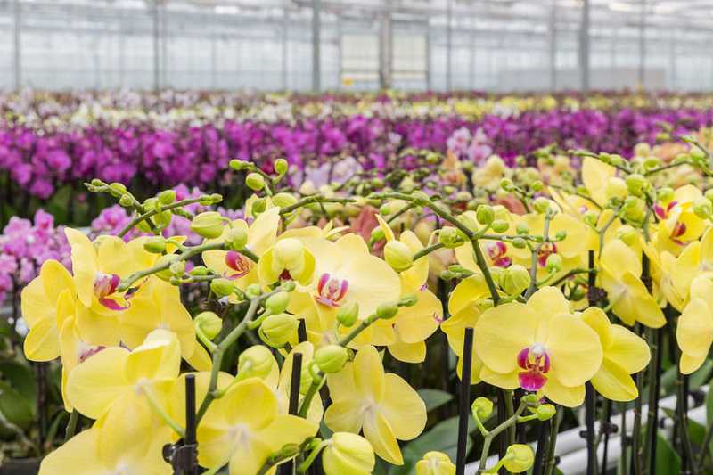 صادرات گل و گیاهان زینتی ایران از الزمات این صنعت است که عمدتا به دلیل زیادی تولید از نیاز است