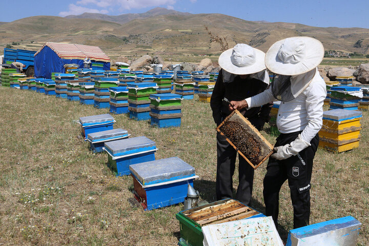  شهرستان‌های بابل، سوادکوه، ساری و آمل  بیشترین تراکم زنبورداران استان  مازندران را دارند