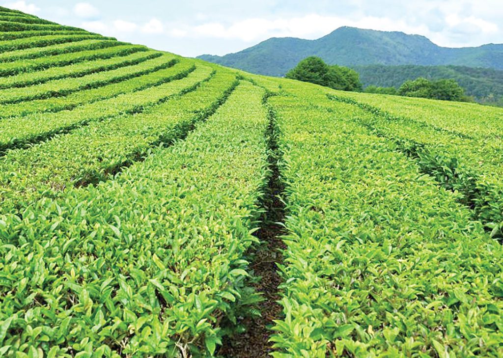 در غرب مازندران حدود ۱۲ کارخانه فرآوری چای است که 9 تای آنها فعالند