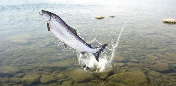  شهرستان‌های لردگان کیار اردل و بیشترین تولید ماهی استان را دارند