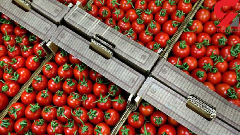  گوجه فرنگی از محصولات خارج فصل استان بوشهر است که به کشورهای مختلف صادر میشود.