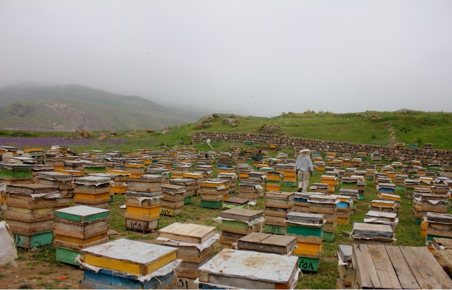 سالیانه ۵۵۰۰ تن عسل مرغوب در استان گیلان تولید می شود