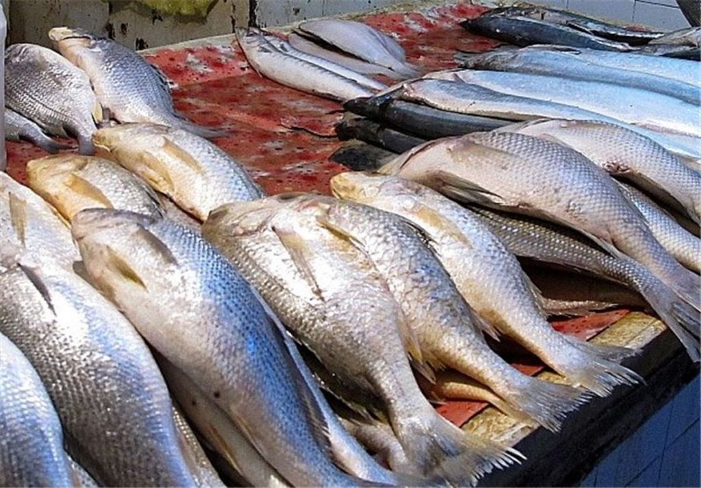 سالیانه بیس و شش هزارتن انواع ماهیان (سردآبی و گرم آبی) در ۶۵۳ مزرعه در لرستان تولید می شود