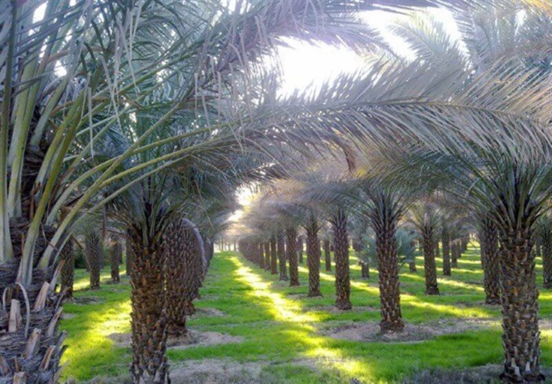  استان بوشهر در زمینهاي کشاورزی با بيش از 6 ميليون اصله نخل سالانه بیش از 130 هزار تن خرما تولید می کند