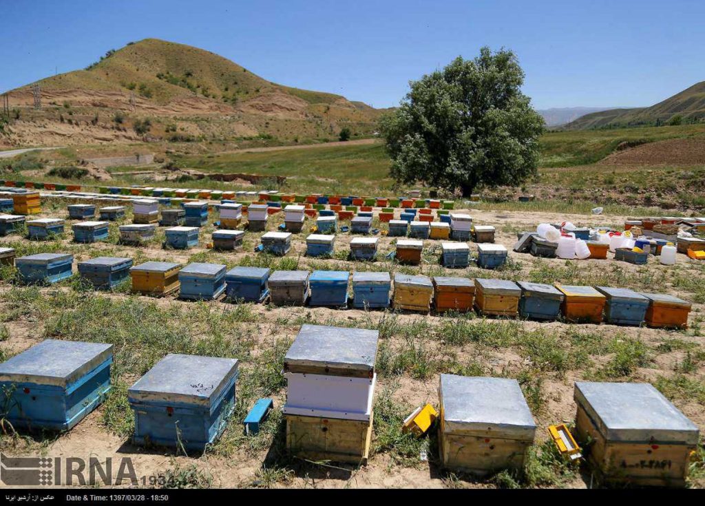 با اینکه خراسان رضوی منطقه خشکی است اما عسل‌های استان کیفیت خوبی دارند