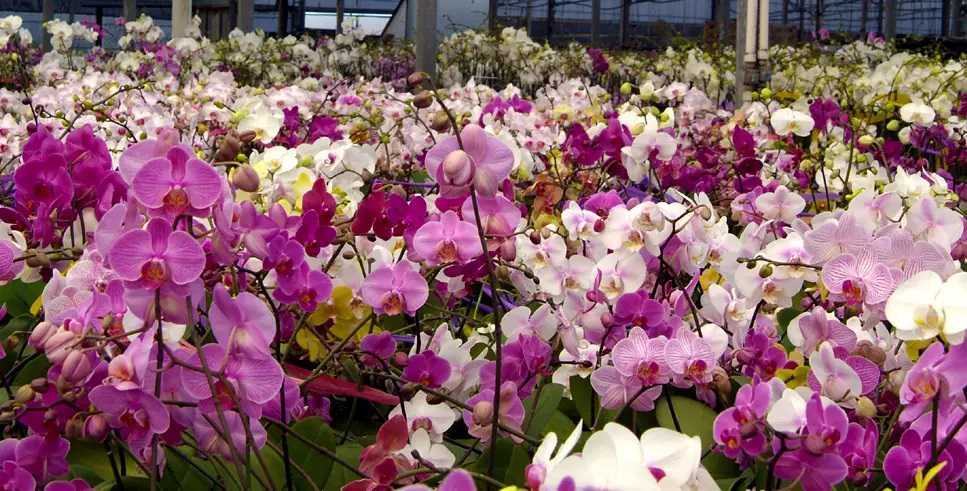 بسیاری از ظرفیت های بزرگ گل و گیاه در استان البرز وجود دارد و این امر ضرورت توسعه صادرات را بیشتر می کند
