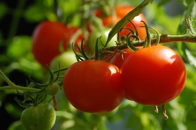گوجه فرنگی استان ارگانیک است