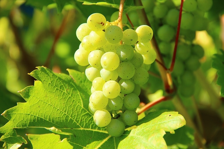 انگور قزوین در تنوع، کیفیت و بازدهی تولید جایگاه ویژه دارد