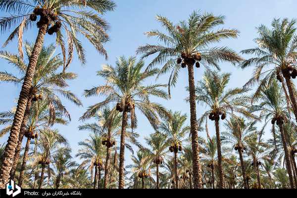 آب وهوایی استان خوزستان سبب شده تا خرما از تولیدات با اهمیت استان باشد که از تنوع زیادی برخوردار است .خرما خوزستان با میانگین صادرات سالانه ۸۰ هزار تن از استان های برتر صادرات این محصول باارزش است 