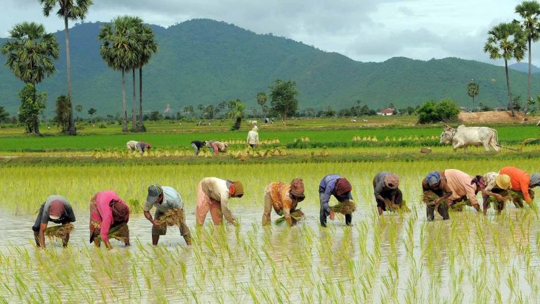 برنج استان گیلان بهترین برنج جهان است و اقتصاد گیلان، بر پایه کشاورزی، دامداری، صیدماهی و پرورش زنبور عسل و کرم ابریشم استوار است