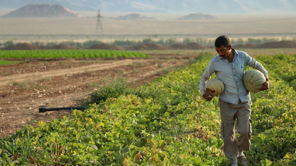 سالانه بیش از نهصد هزار تن سبزی و صیفی‌جات در استان بوشهر تولید می‌شود که برای صادرات به کشورهای همسایه از جمله قطر بسیار مناسب و میسر است