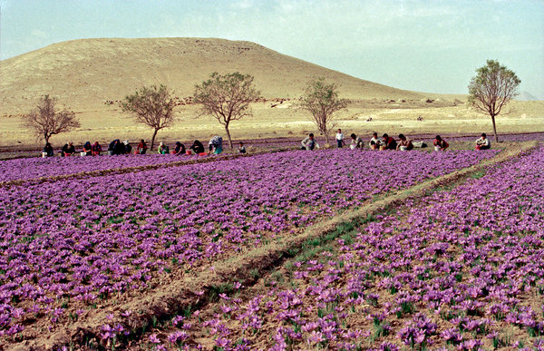 ۷۶ درصد مزارع زعفران کشور در خراسان رضوی است و بیشترین تولید را در بین کشورها دارد