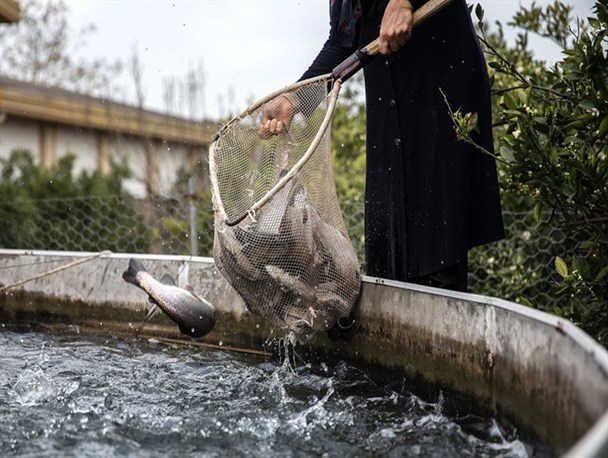 پرورش ماهی قزل آلا پرورش ماهیان زینتی و زالو، تولید خوراک آبزیان و بسته بندی مهمترین فعالیت های استان کردستان در صنعت آبزیان است