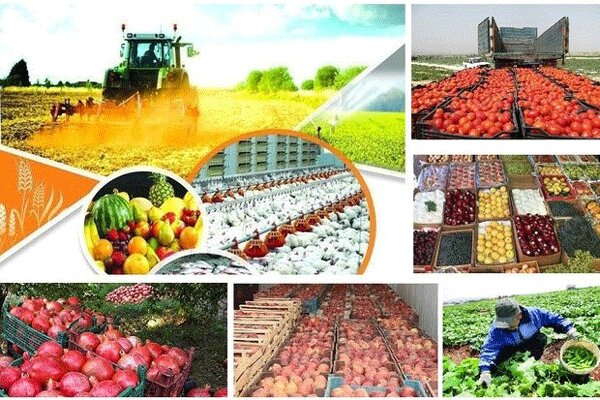 صادرات محصولات کشاورزی به قطر فرصتی برای صادرات به قطر