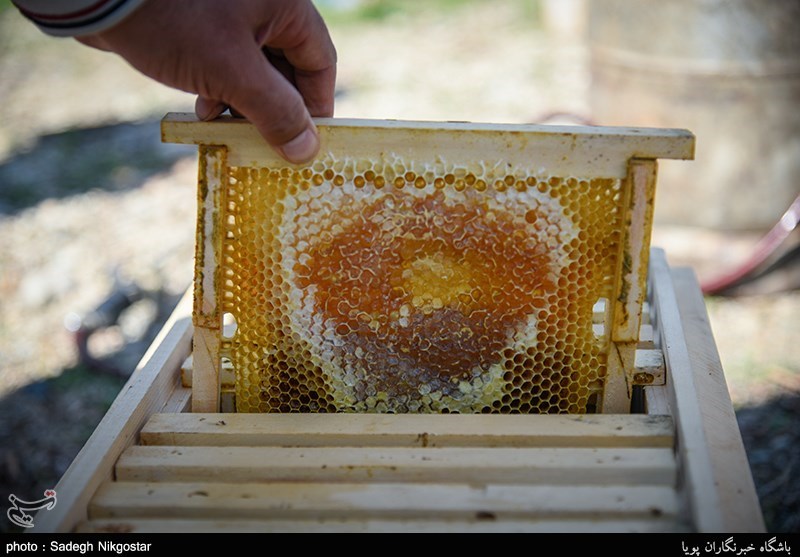 عسل گون گز و گون کتیرا، عسل آویشن، عسل شتیزه کوهی و عسل چندگیاه از انواع معروف عسل لرستان است