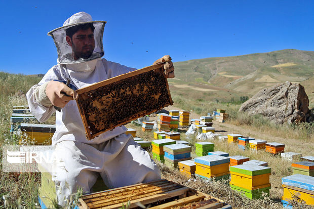 دوهزار زنبور دار کهگیلویه و بویراحمد و عسل ارگانیک استان قابلیت صادراتی بالایی دارد