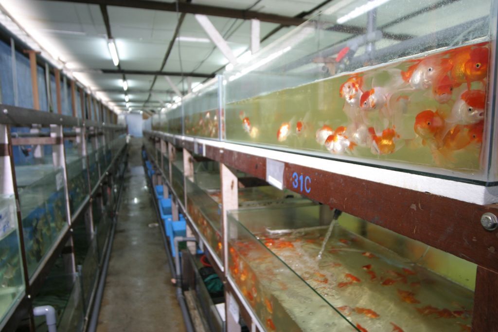 صادرات ماهیان زینتی از استان مرکزی در حال افزایش است بطوری که گردش مالی سالانه صنعت پرورش ماهیان زینتی در جهان ۱۵ میلیارد دلار است