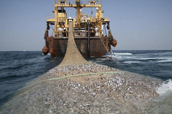  با افزایش تقاضای غذا به‌خصوص محصولات دریایی استان بوشهر یکی از مهمترین مراکز تولید آبزیان کشور تبدیل کرده است