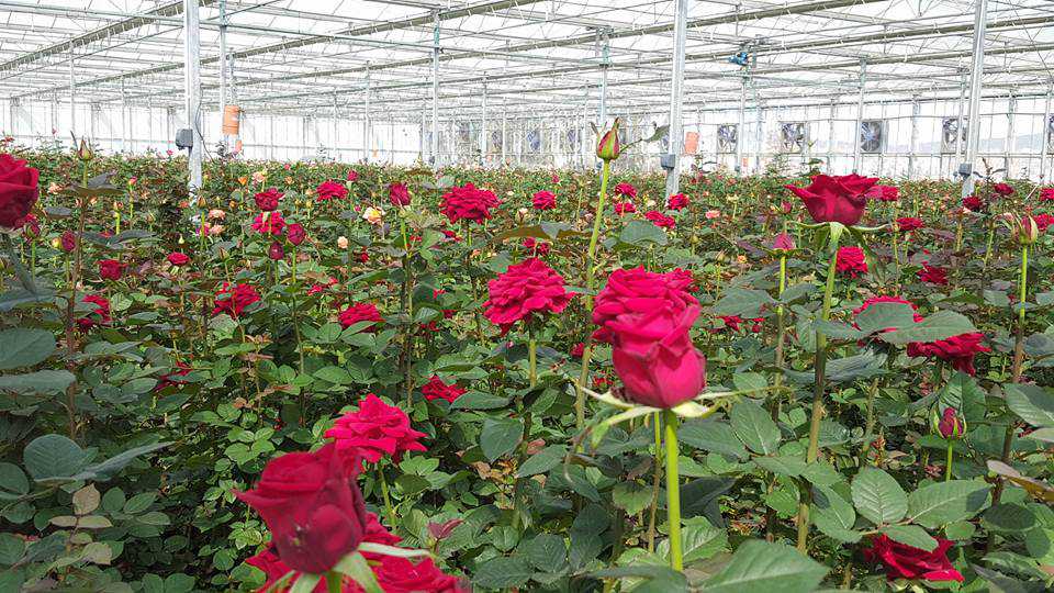 بیش از ۴۰ گلخانه گل رز با بیش از شانزده هکتار در استان فعال است
