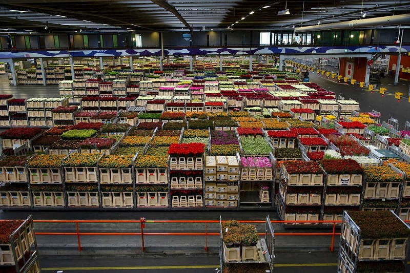 هلند بزرگترین صادرکننده گل و گیاهان زینتی جهان است و ایران رتبه هفدهم را دارد که نشان دهنده عقب بودن ماست