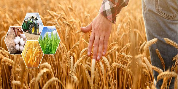 گندم مهمترین تولید کشاورزی قزاقستان است اما در تولید سایر محصولات ضعف های زیادی وجود دارد