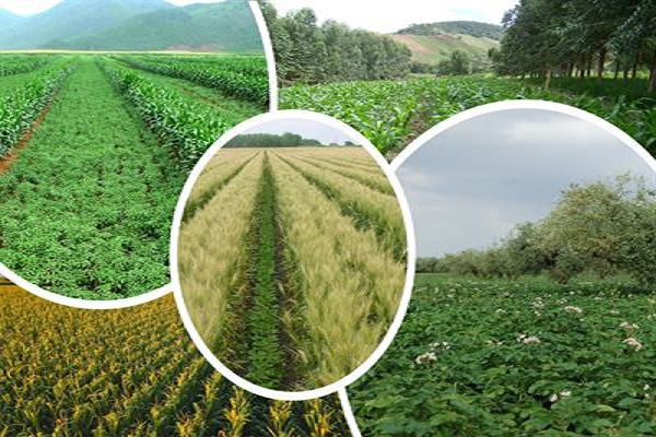 تنوع مزارع در استان گیلان بسیار بی نظیر است و می توان برای آن برنامه ریزی کرد که می توان با احتساب کارهای مختلف آن را هدف قرار داد