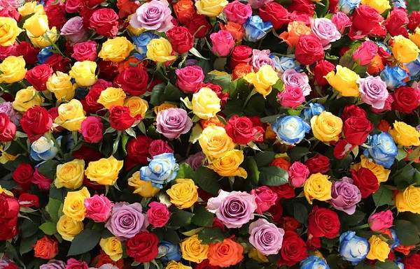 گل های رز در حال حاضر از محبوب ترین گل های زینتی ایران اند و بعضی از آنها در زمره گیاهان دارویی قرار می گیرند