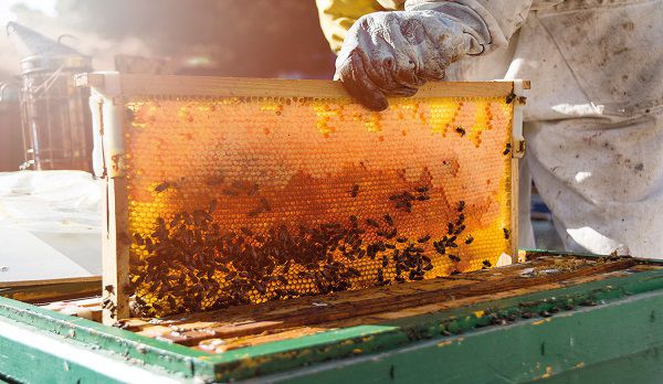 تعداد مزرعه های عسل در ایران زیاد است اما اگر آنها را نجمیع کنیم قادریم صادرات را تا چندبرابر افزایش دهیم