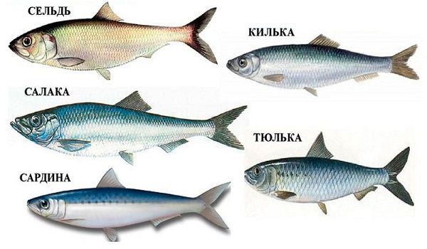 تنوع ماهی و آبزیان استان گیلان بی نظیر است و بخش زیادی قابلیت صادرات به کشورهایی که به دریا دسترسی ندارند را دارند