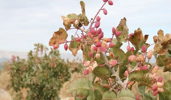 پسته از محصولات کشاورزی استان یزد که با همت کشاورزان استان رتبه سوم  تولید در کشور را به دست آورده است