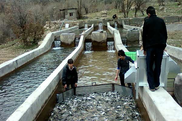 منابع غنی و متنوع آذربایجان غربی باعث شده است این استان چند سال متوالی رتبه اول کشور در تولید و فرآوری ماهی را در بین استان‌های غیر ساحلی کشور داشته باشد.